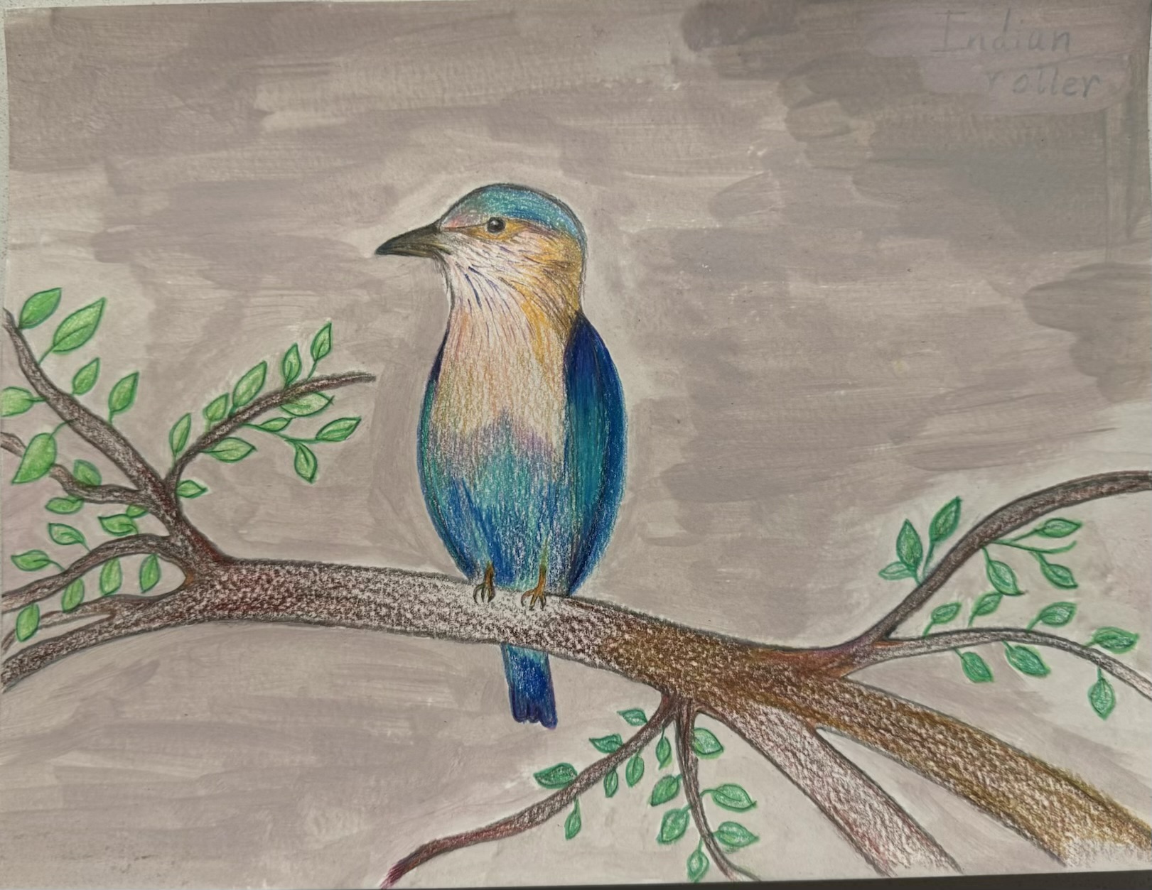 Indian Roller