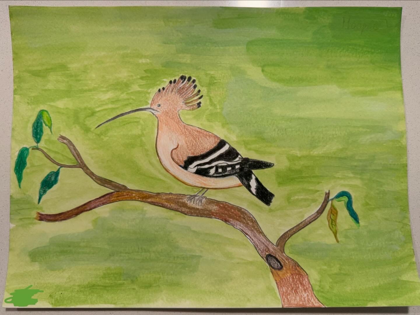 Eurasian Hoopoe