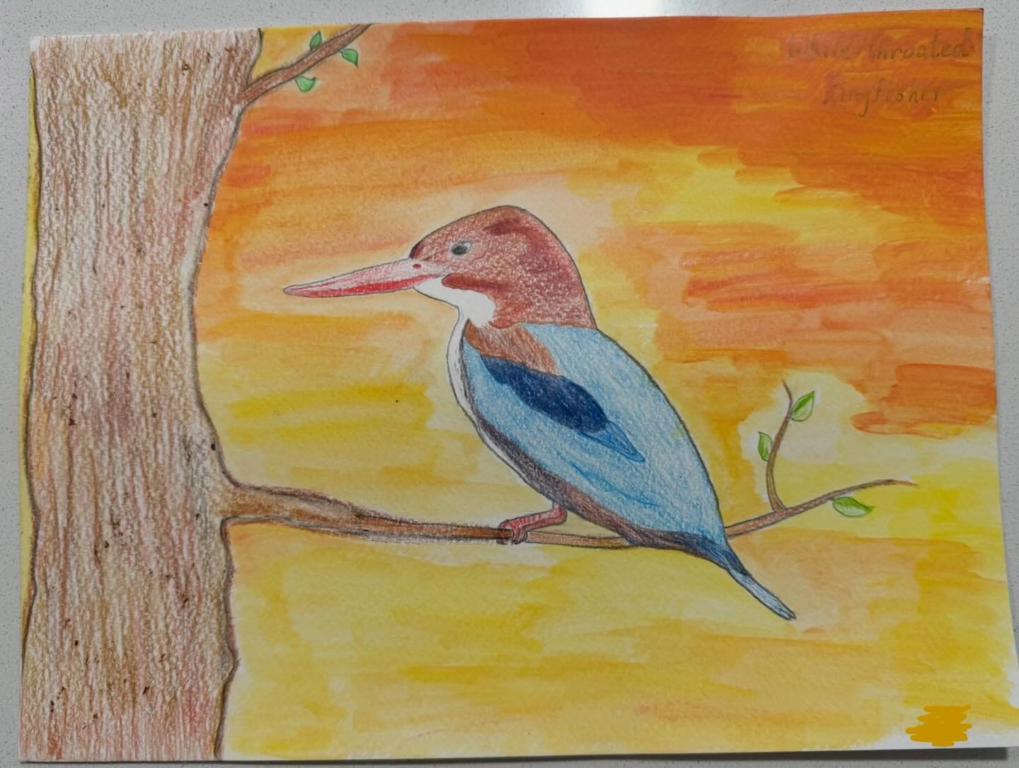 White-throated Kingfisher